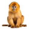 Marek
