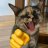 kucing_tempur