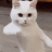 Catfiled