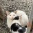 smollbear